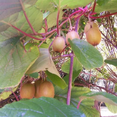 Archangels * Saint-Saëns